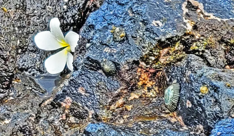 Photo of the Day: Celebration of Life